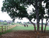 new front pasture